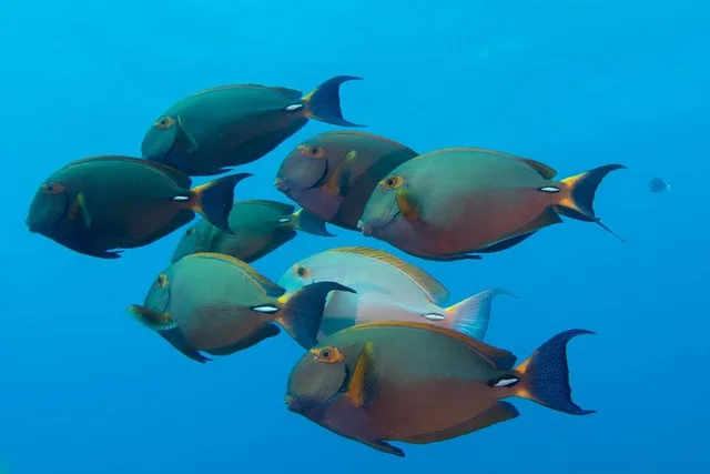 Kauai Scuba Dive Ocean Experience 2.5 Hr - Image 6