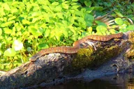 Orlando Alligator Kayak Experience thumbnail 6