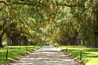 New Orleans Plantation and Swamp Tour thumbnail 5