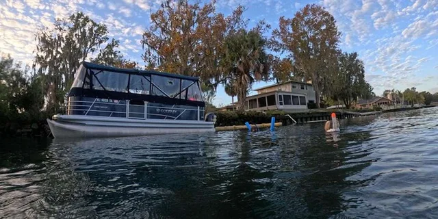 Crystal River Manatee Watching Cruise 1.5 hr - Image 4