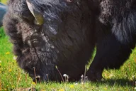Yellowstone Lamar Valley Wildlife Hike Full Day thumbnail 2