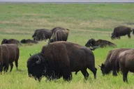 Custer State Park Jeep Safari & Mammoth Site Tour thumbnail 2