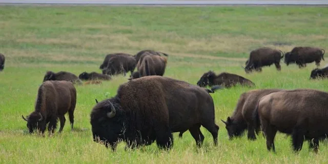 Custer State Park Jeep Safari & Mammoth Site Tour - Image 2