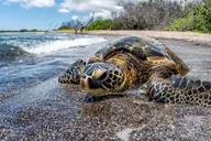 Kona Sea Turtles and Coffee Tour thumbnail 1