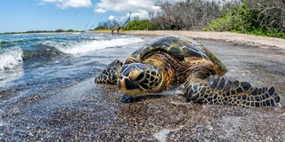 Kona Sea Turtles and Coffee Tour