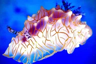 Maui Scuba Diving Adventure 3 hr thumbnail 6