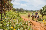 Kahuku Horseback Ride in Hawaiian Countryside 90 Min thumbnail 5