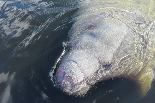 Orlando Manatee Discovery Kayak Tour - Image 4