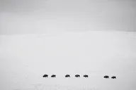 Bozeman Yellowstone Winter Wildlife Safari thumbnail 3