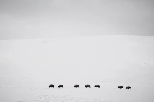 Bozeman Yellowstone Winter Wildlife Safari - Image 3