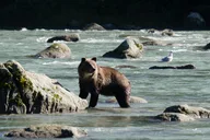 Chilkoot Lake Nature and Wildlife Viewing thumbnail 1