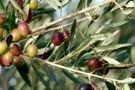 Dripping Springs Olive Oil and Balsamic Vinegar Tasting thumbnail 4