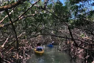 Key West Mangrove Kayak Eco Tour thumbnail 5