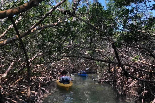 Key West Mangrove Kayak Eco Tour - Image 5