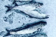 North Pole Ice Fishing & Salmon Dinner Tour thumbnail 3