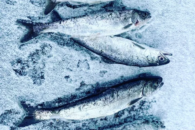 North Pole Ice Fishing & Salmon Dinner Tour - Image 3