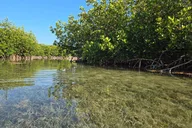 Geiger Key Mangrove Kayak or Paddleboard Adventure thumbnail 6