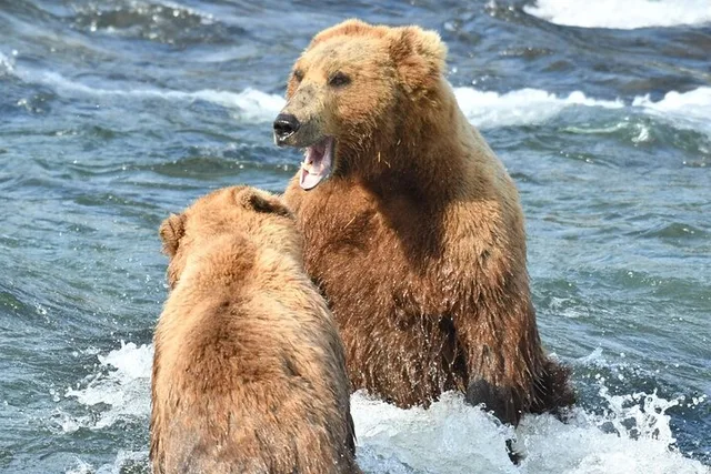 Katmai National Park Bear Viewing at Brooks Falls - Image 1