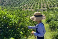Sunmist Tangerine Farm U-Pick Experience thumbnail 5