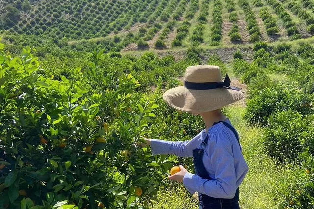 Sunmist Tangerine Farm U-Pick Experience - Image 5