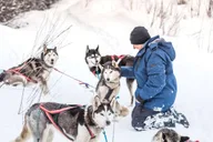 Fairbanks Dog Sledding Adventure thumbnail 2