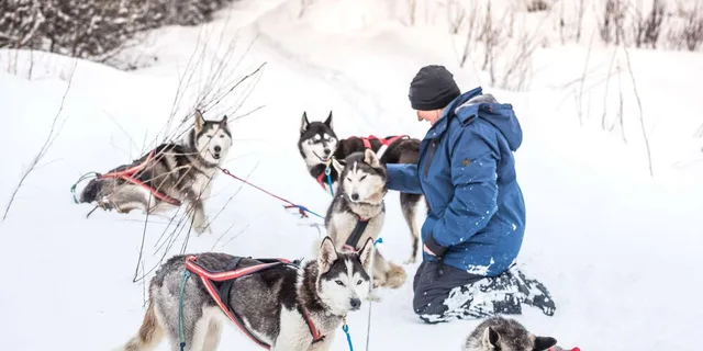 Fairbanks Dog Sledding Adventure - Image 2