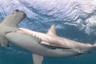 West Palm Beach Shark Snorkel Adventure thumbnail 5