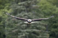 Ketchikan Whales and Wildlife Excursion thumbnail 3
