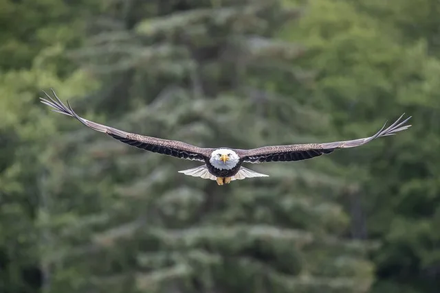 Ketchikan Whales and Wildlife Excursion - Image 3
