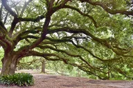 New Orleans Private City Tour thumbnail 5