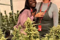 Denver Cannabis Tour thumbnail 3