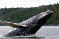 Ketchikan Wildlife and Sightseeing Tour thumbnail 1