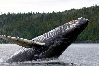 Ketchikan Wildlife and Sightseeing Tour