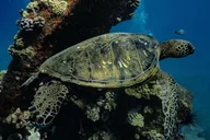 Maui Turtle Town Sunset Snorkel thumbnail 3