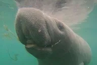 Crystal River Manatee Swim with Heated Boat 3 hr thumbnail 5
