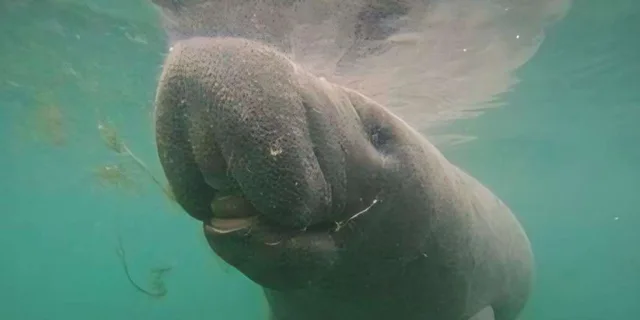 Crystal River Manatee Swim with Heated Boat 3 hr - Image 5