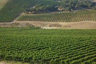 Santa Barbara Wine Tour thumbnail 2