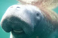 Crystal River Manatee Snorkeling Tour thumbnail 3