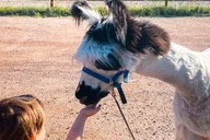 Denver Llama Hike in the Rocky Mountains thumbnail 3
