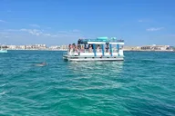 Destin Harbor Dolphin Watching Tour 1 hr thumbnail 1