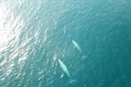 San Diego Marine Wildlife Tour with Lunch thumbnail 3