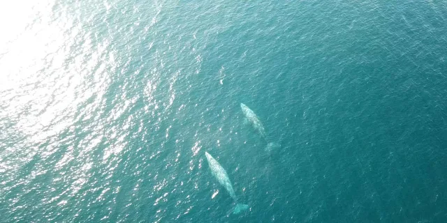 San Diego Marine Wildlife Tour with Lunch - Image 3