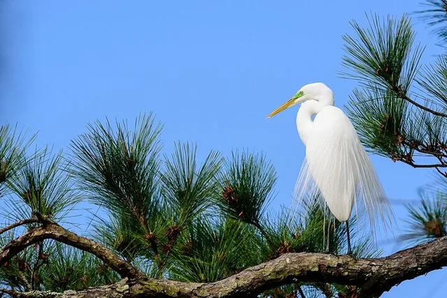 Charleston Wildlife Photography Tour 4 hr - Image 5