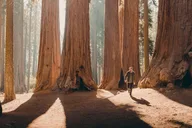 Sequoia Private Tour & Hike thumbnail 1