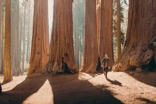Sequoia Private Tour & Hike