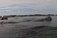 Crystal River Manatee Swim Tour with Free Photos thumbnail 5