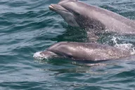 Cape May Dolphin Watching Sunset Cruise thumbnail 4