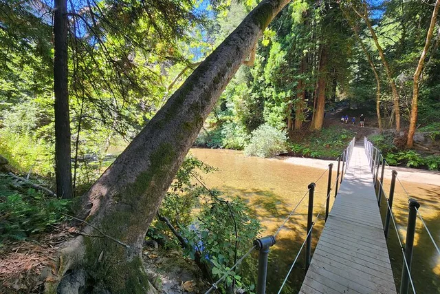 San Francisco Train Ride Adventure through Redwoods - Image 3