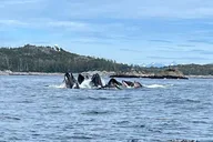 Sitka Marine Wildlife Tour thumbnail 3