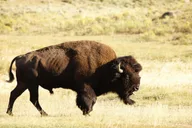 Yellowstone Wolf and Wildlife Watching Day Tour thumbnail 1